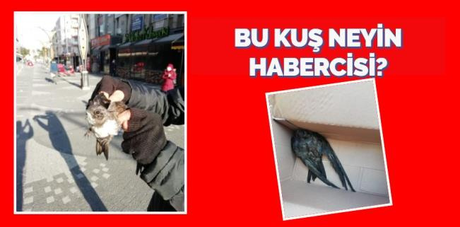 BU KUŞ NEYİN HABERCİSİ?