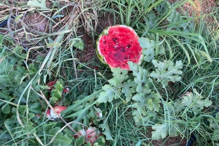 Bursa Yenişehir’de yaban hayvanları karpuzlara dadandı! Üretici çiftçiler helal etti!