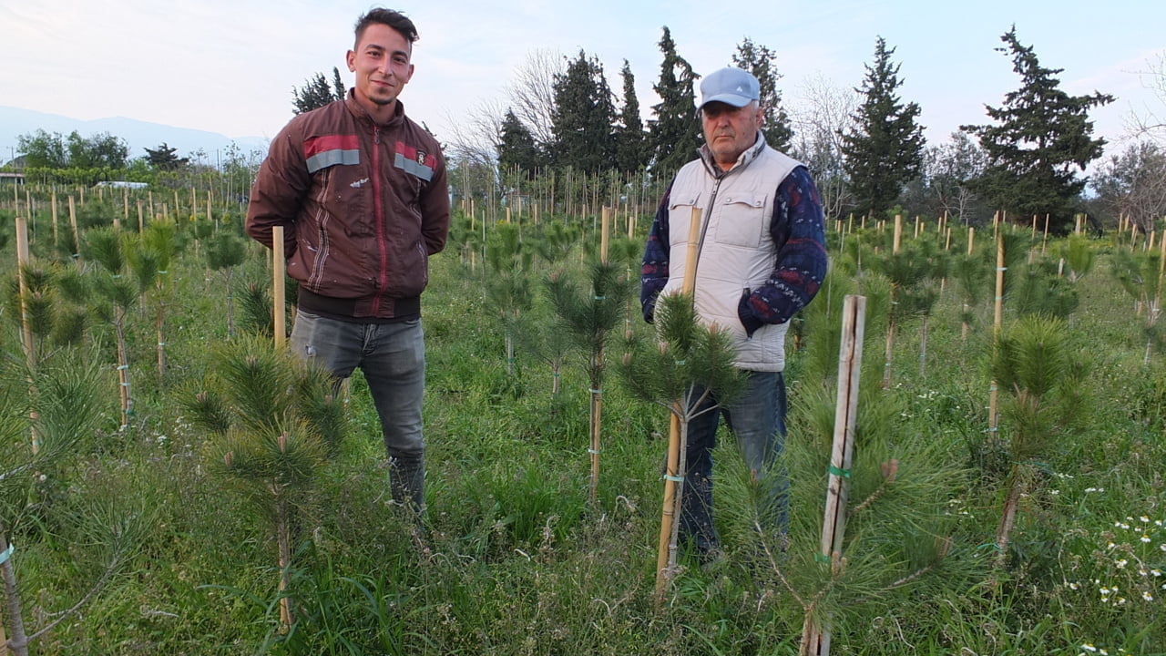 BALIKESİRLİ İŞADAMI FISTIK ÇAMI ÜRETİYOR