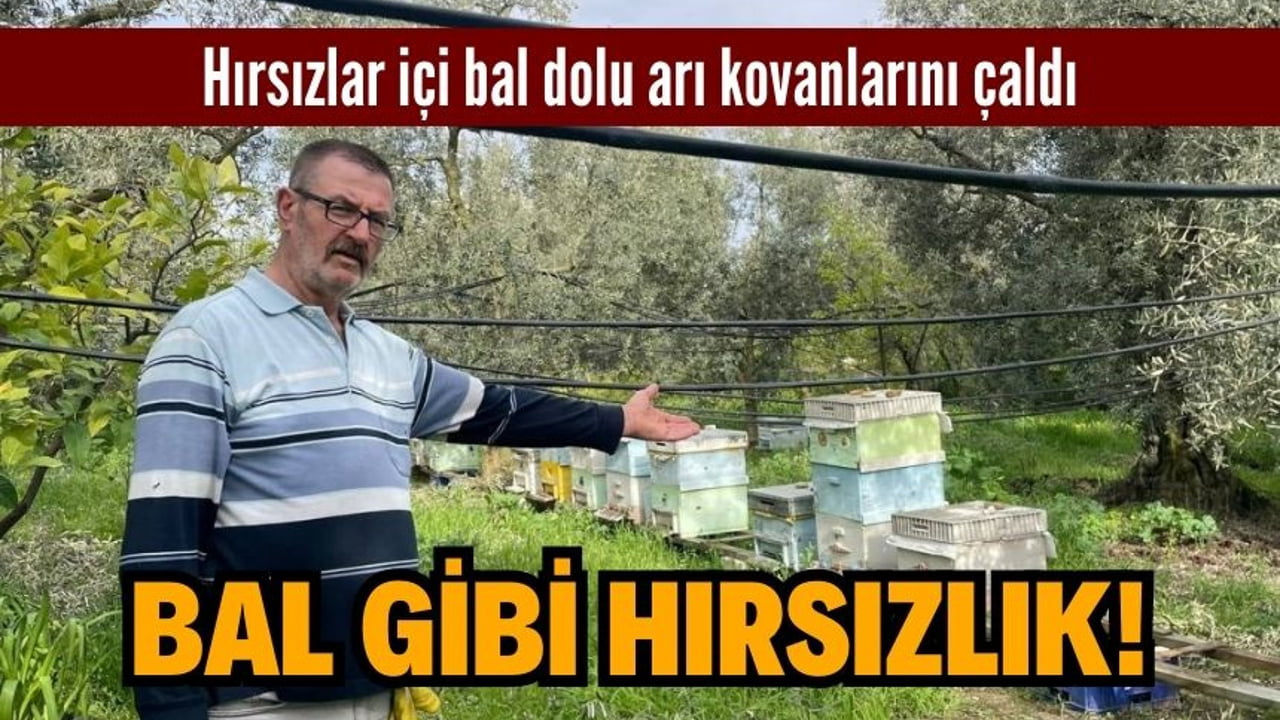 BAL GİBİ HIRSIZLIK!