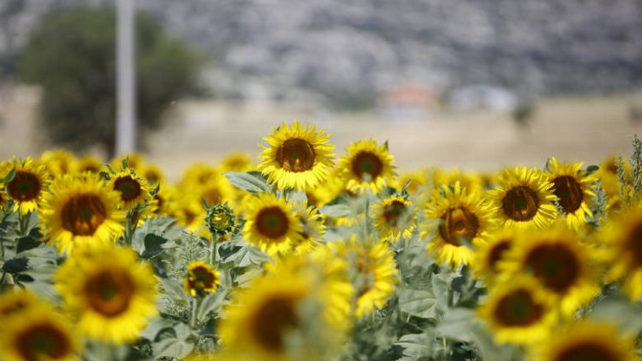 Antalya Büyükşehir Belediyesi Korkuteli