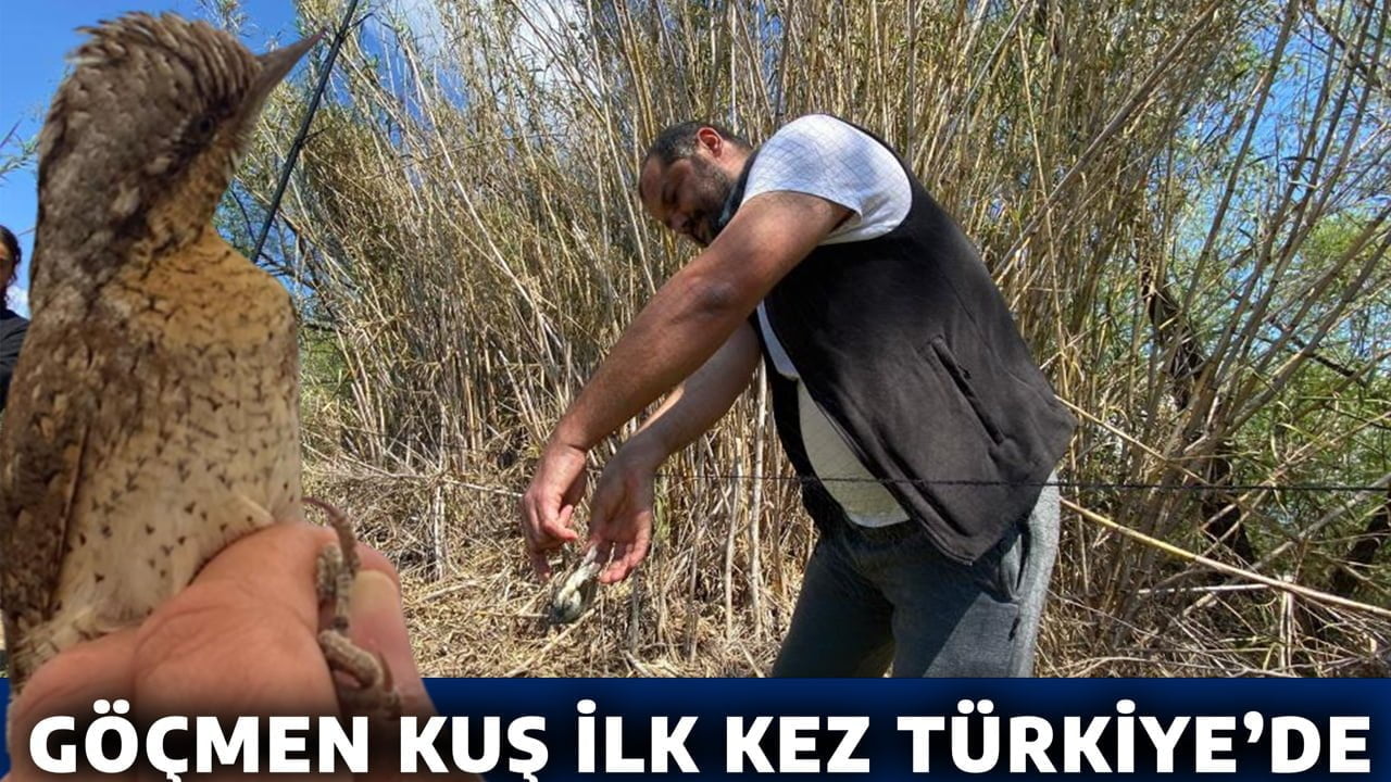 GÖÇMEN KUŞ İLK KEZ TÜRKİYE'DE