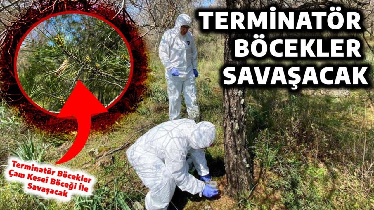 TERMİNATÖR BÖCEKLER SAVAŞACAK