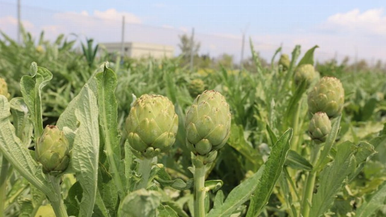 Urla’da ‘Enginar Günleri’ hazırlığı