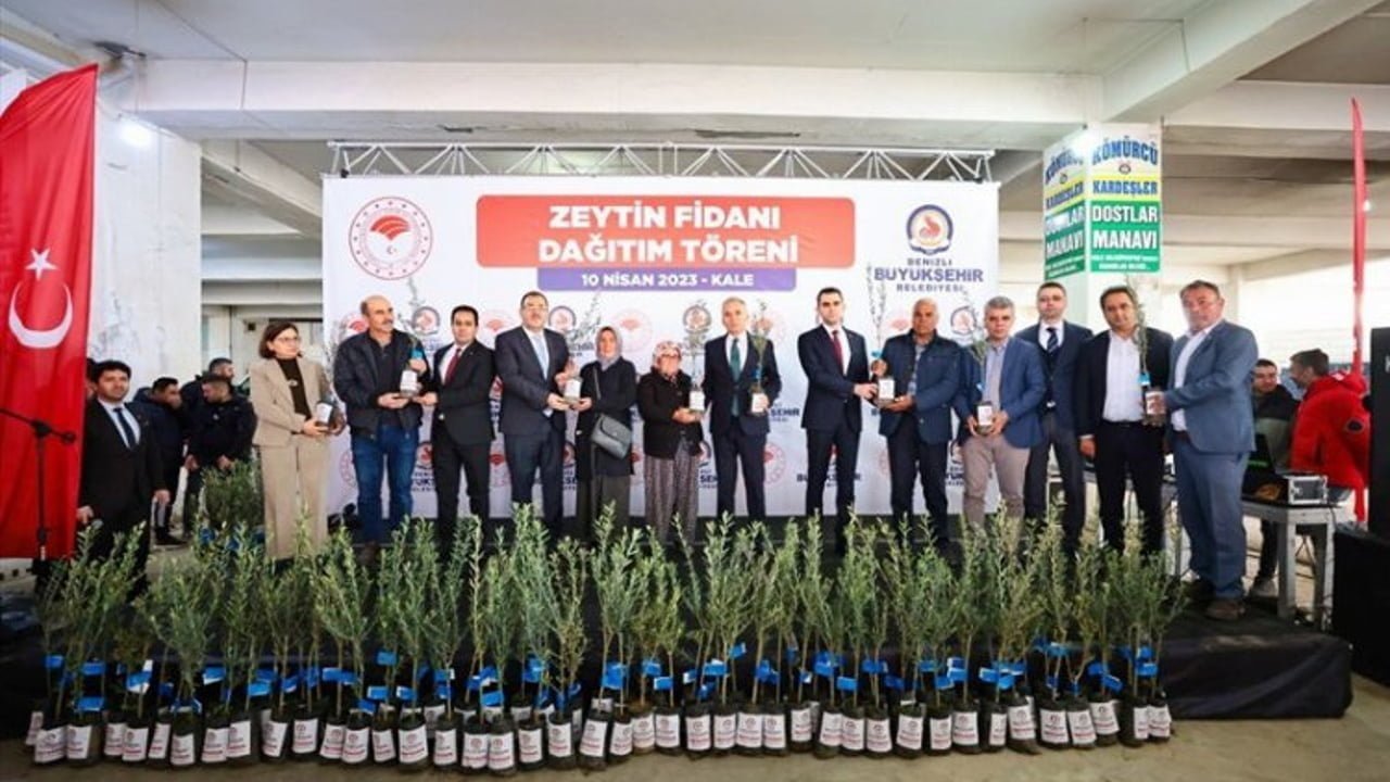 Zeytin üreticisine fidan desteği