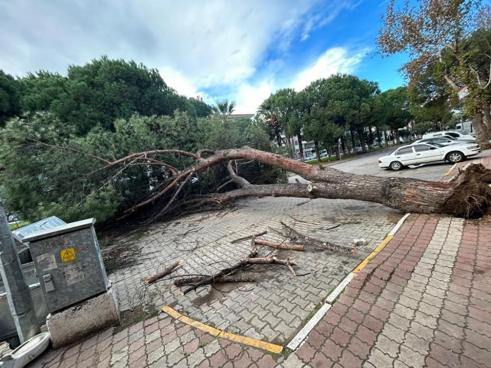 Balıkesir’in Ayvalık ilçesinde meydana