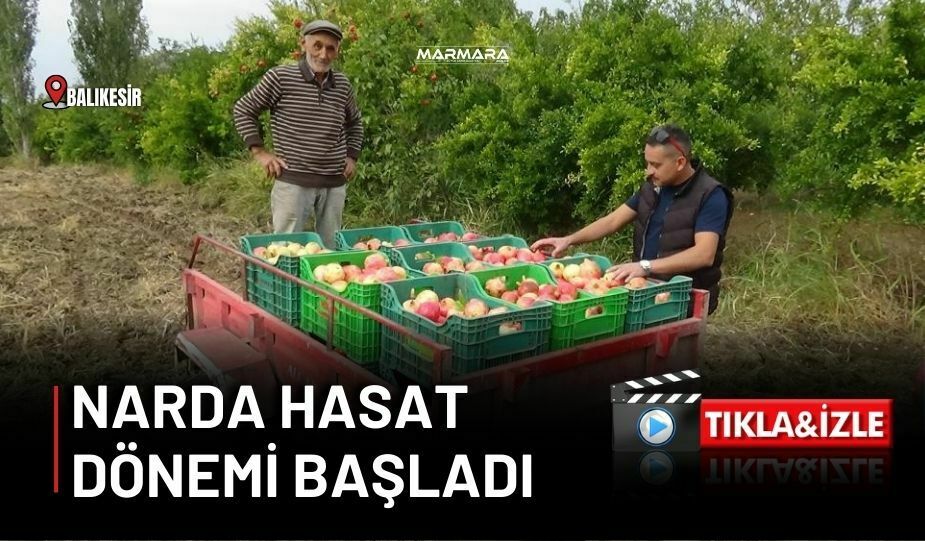 NARDA HASAT DONEMI BASLADI - Marmara Bölge: Balıkesir Son Dakika Haberleri ile Hava Durumu