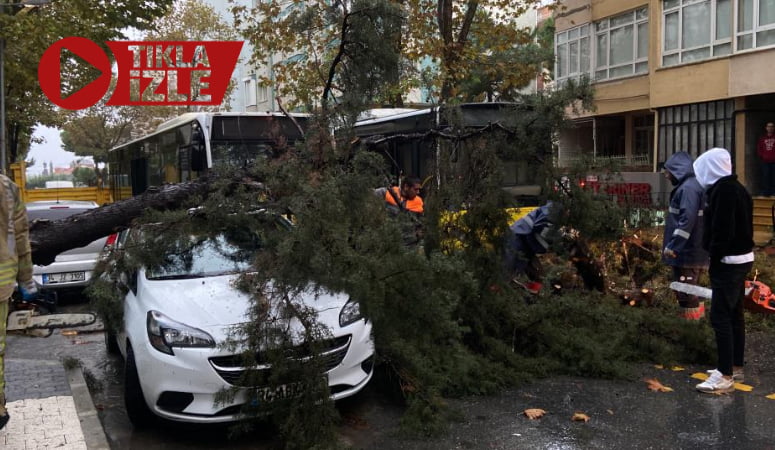 otomobilin ustune agac devrildi 5b7f368 - Marmara Bölge: Balıkesir Son Dakika Haberleri ile Hava Durumu