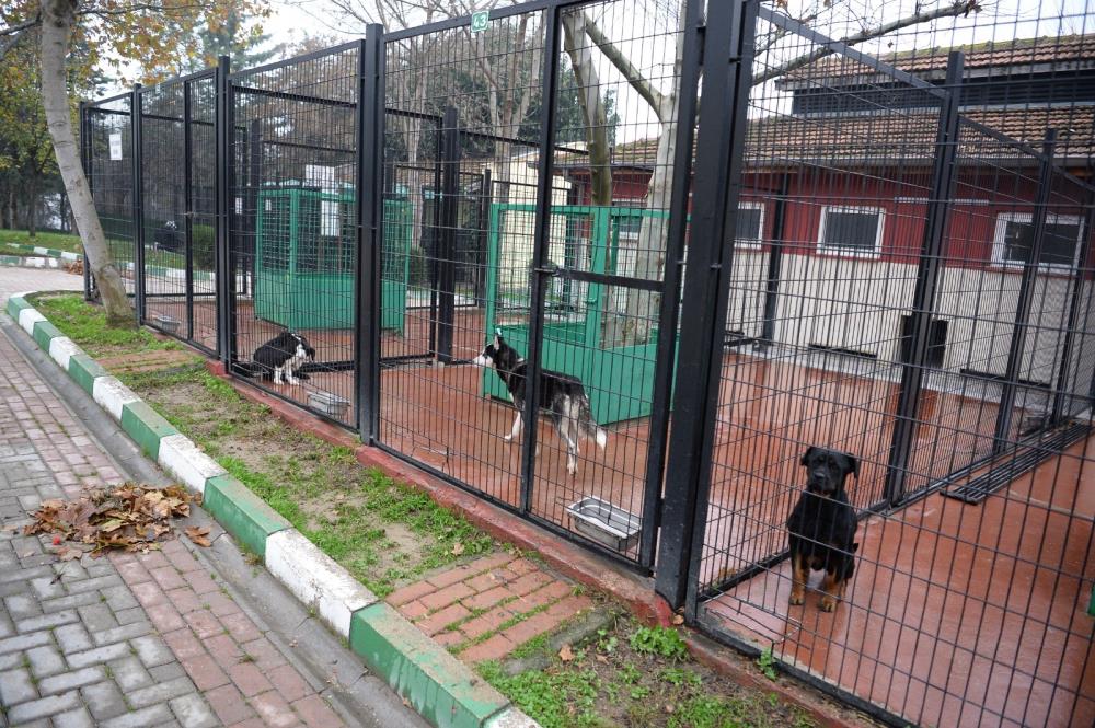 BAŞIBOŞ KÖPEKLER MERCEK ALTINDA