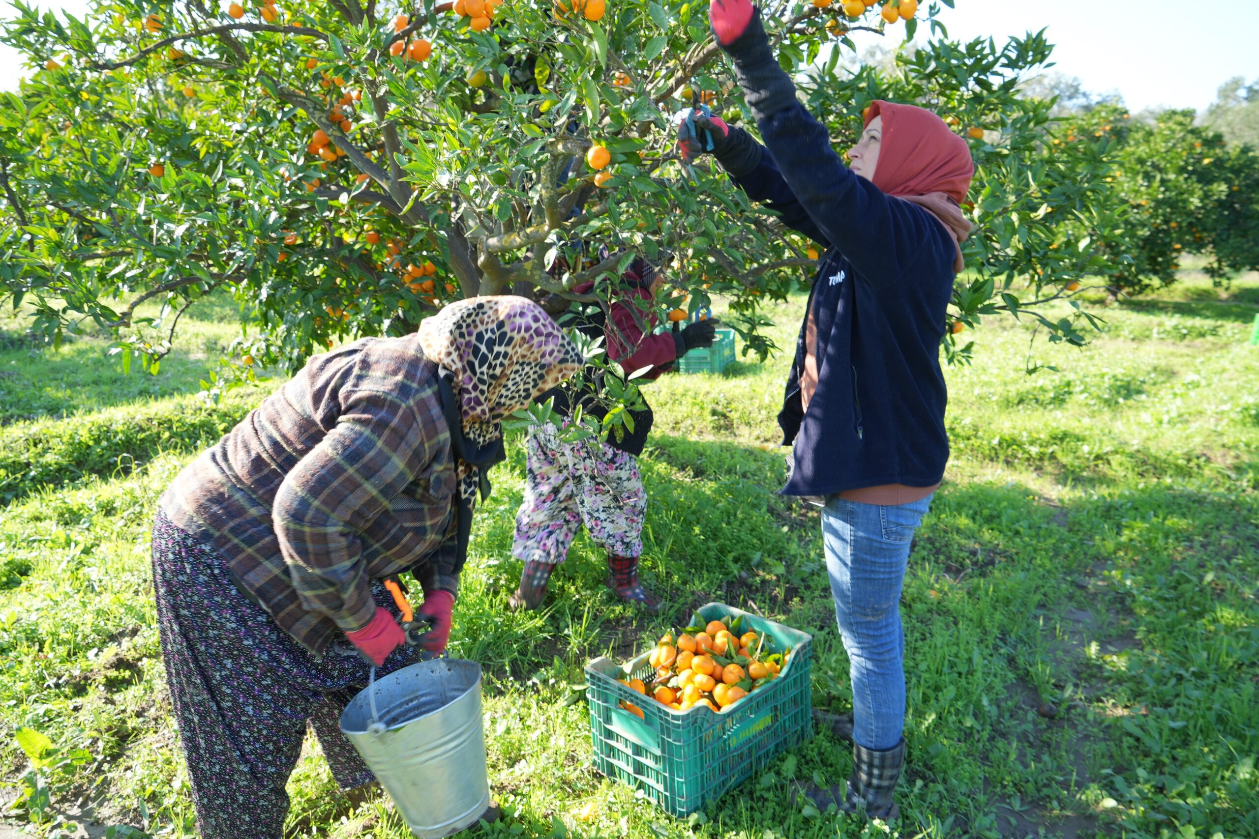 HAVRAN’DA MANDALİNA HASADI BAŞLADI