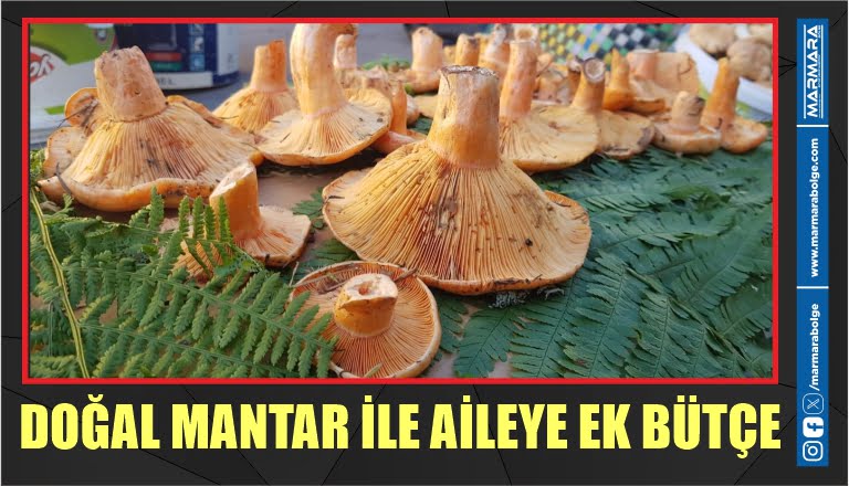 DOĞAL MANTAR İLE AİLEYE EK BÜTÇE