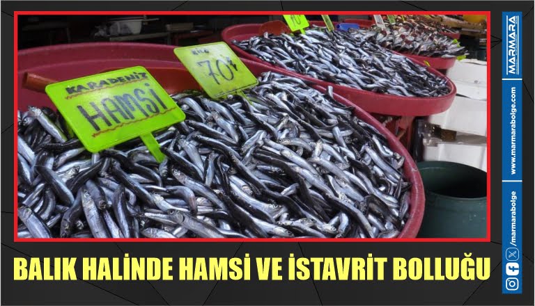 BALIK HALİNDE HAMSİ VE İSTAVRİT BOLLUĞU  