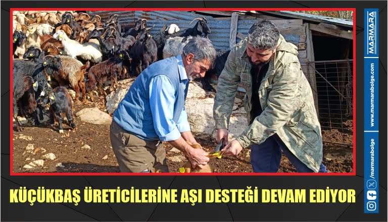 KÜÇÜKBAŞ ÜRETİCİLERİNE AŞI DESTEĞİ DEVAM EDİYOR