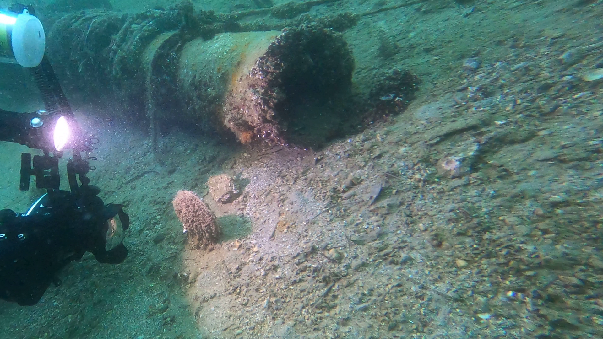 MARMARA’DA YENİ MÜSİLAJ SAVAŞÇILARI DOĞUYOR