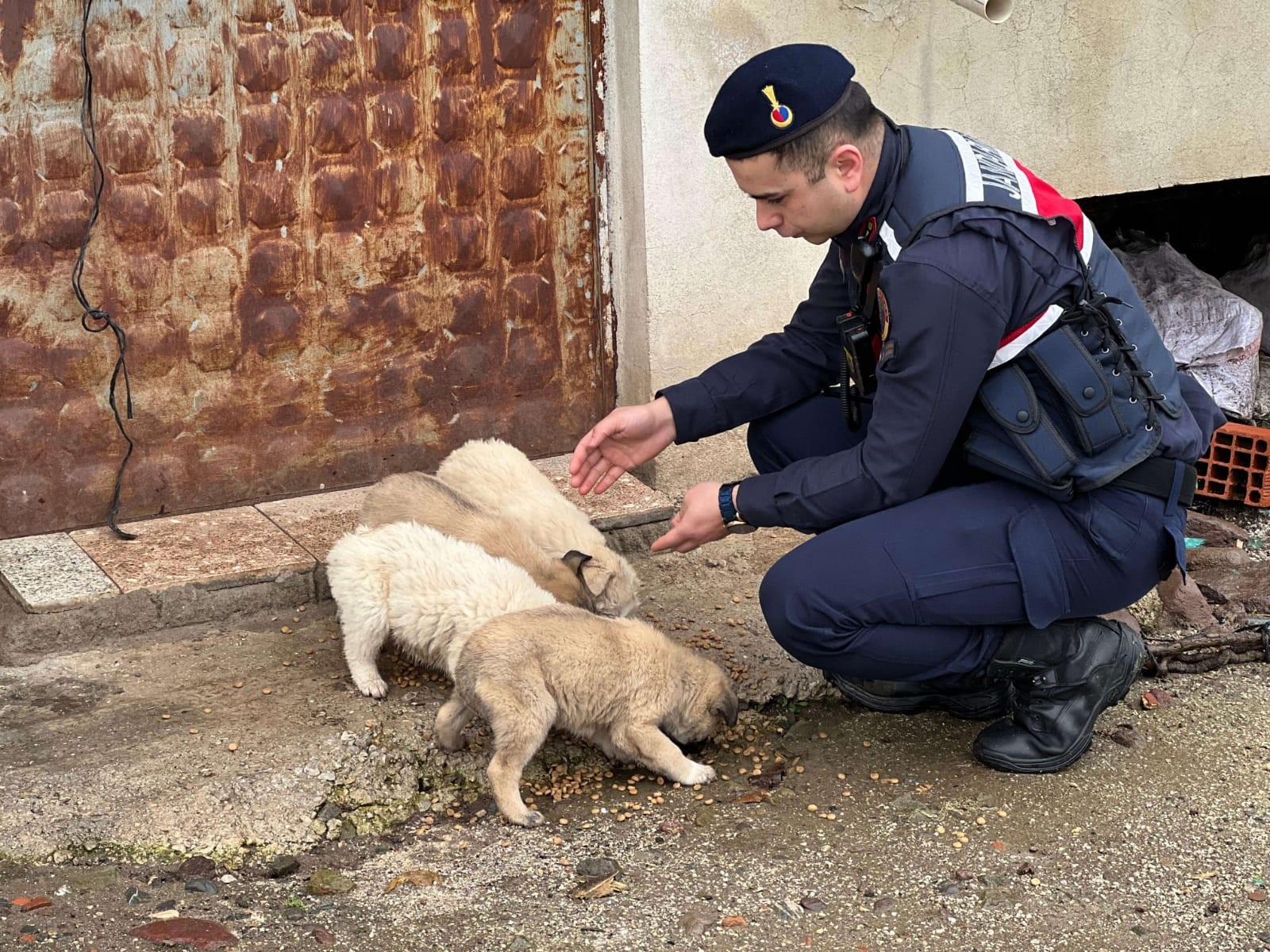 JANDARMA SOKAK HAYVANLARINI YALNIZ BIRAKMADI