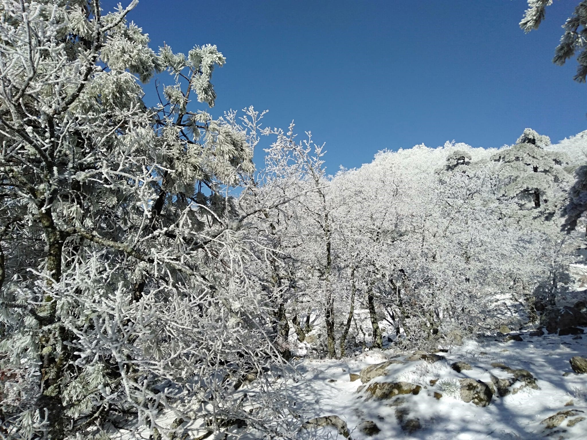 Kazdağları'nda kar yağışı ve