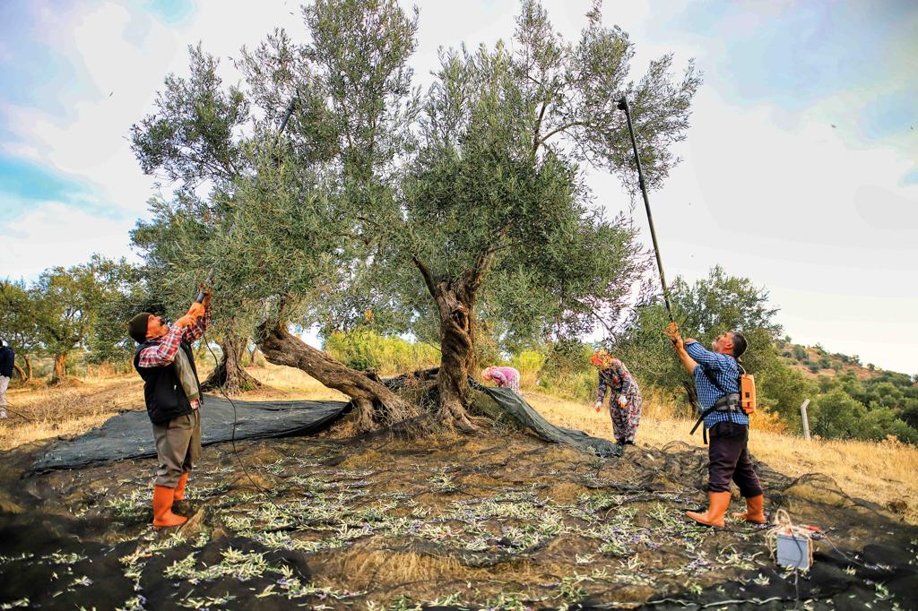 AYVALIK’IN ZEYTİNCİLİK TARİHİ KİTAPLAŞTIRILDI