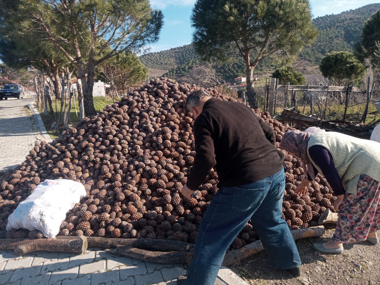 BURHANİYE’DE KOZALAK HASADI TAMAMLANDI 