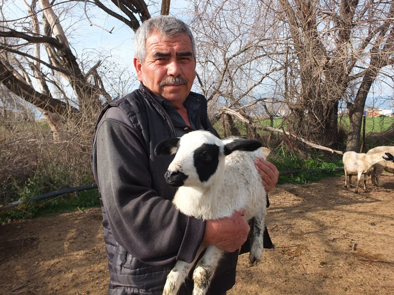 Burhaniye ilçesinde koyunculuk yapan