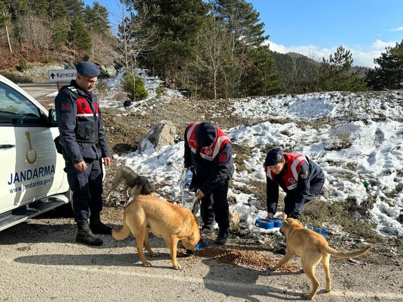 JANDARMA SOKAK HAYVANLARININ YANINDA