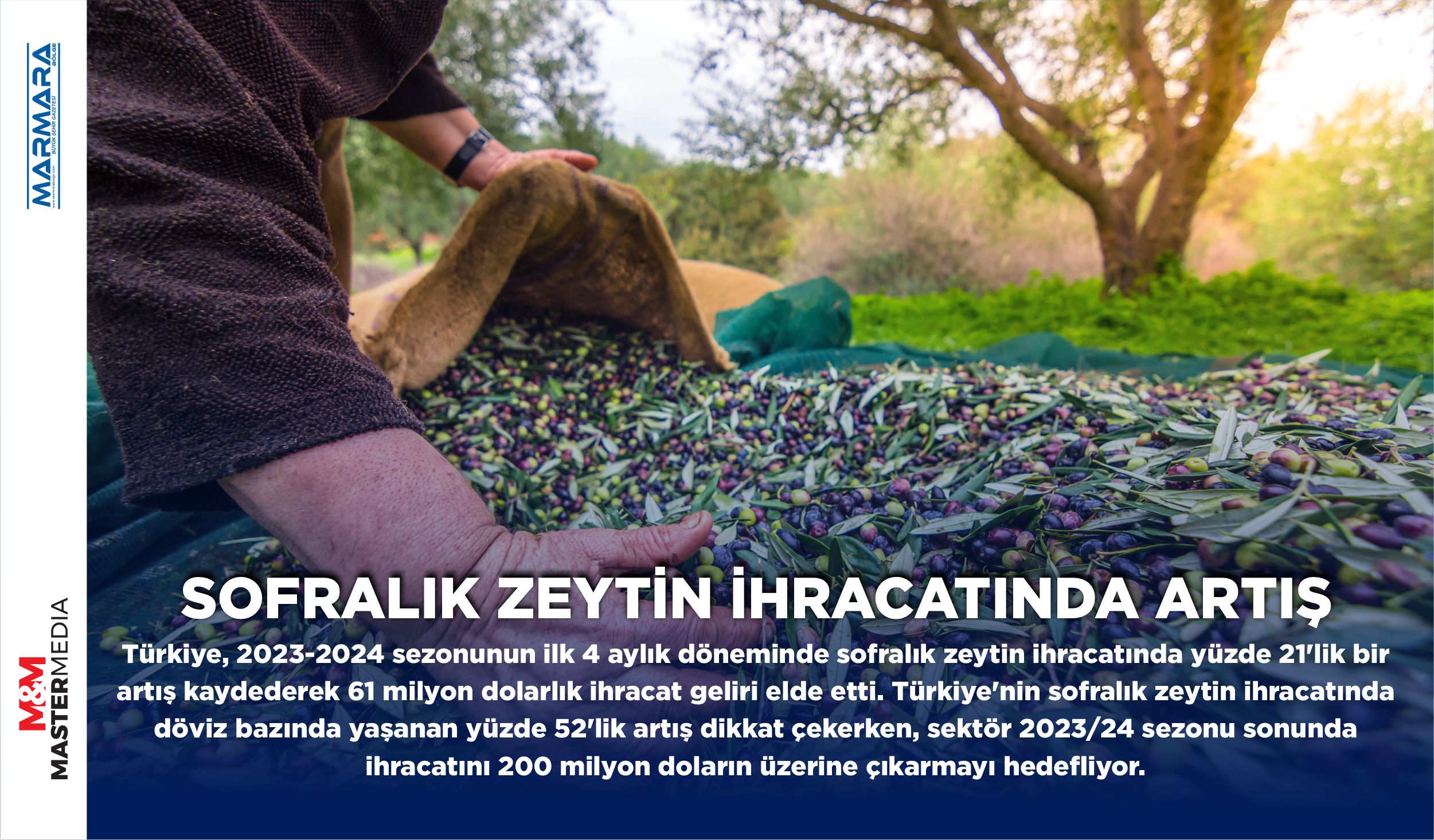 SOFRALIK ZEYTİN İHRACATINDA ARTIŞ