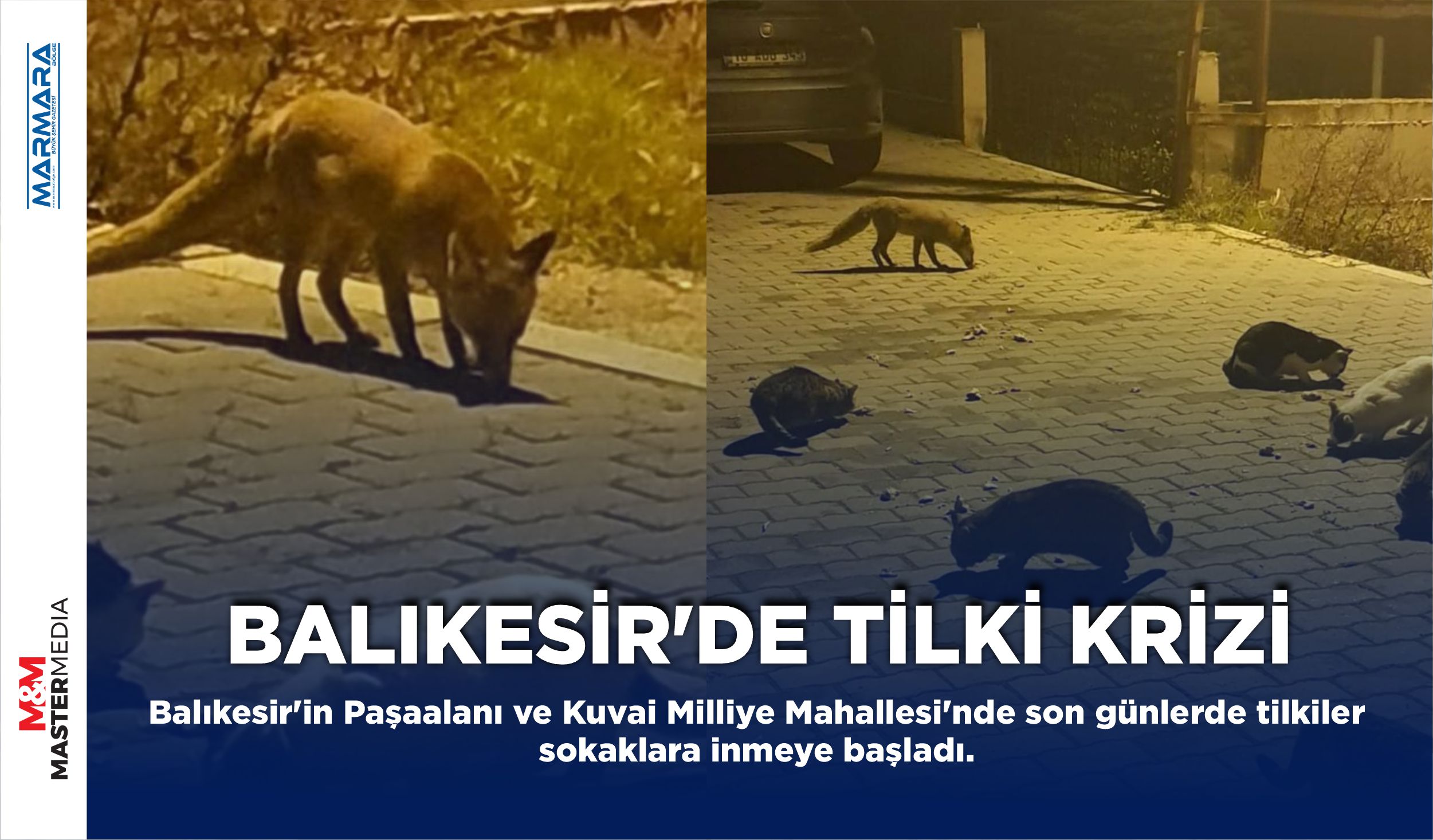 BALIKESİR’DE TİLKİ KRİZİ