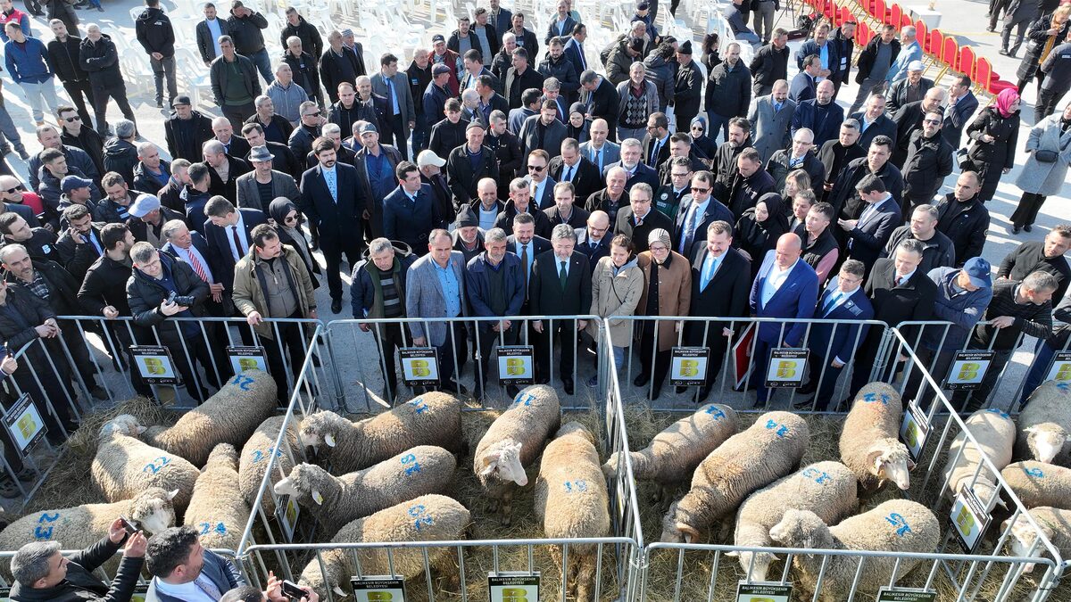 100 damizlik koc ve 13 yem ezme makines 17 - Marmara Bölge: Balıkesir Son Dakika Haberleri ile Hava Durumu