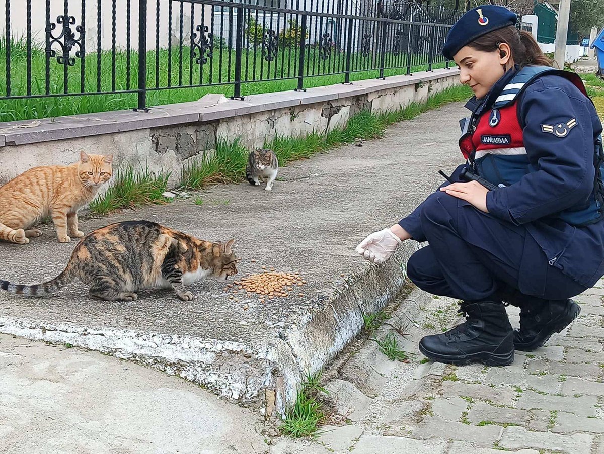 JANDARMADAN SOKAK HAYVANLARINA MAMA DESTEĞİ