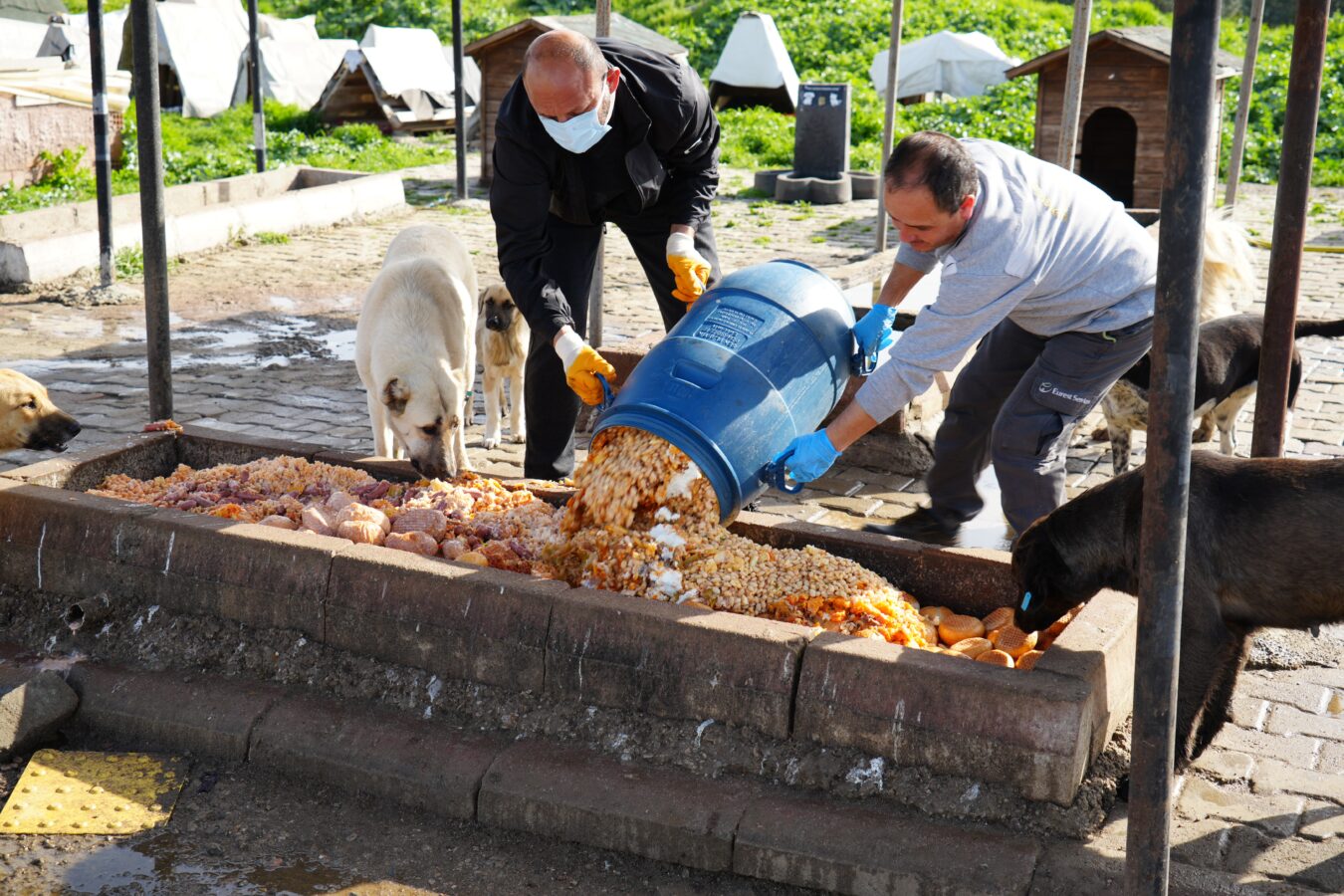 Edremit Belediyesi sokak köpekleri