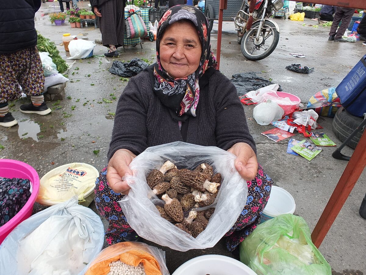 KUZU GÖBEĞİ MANTARI ALTINLA YARIŞIYOR