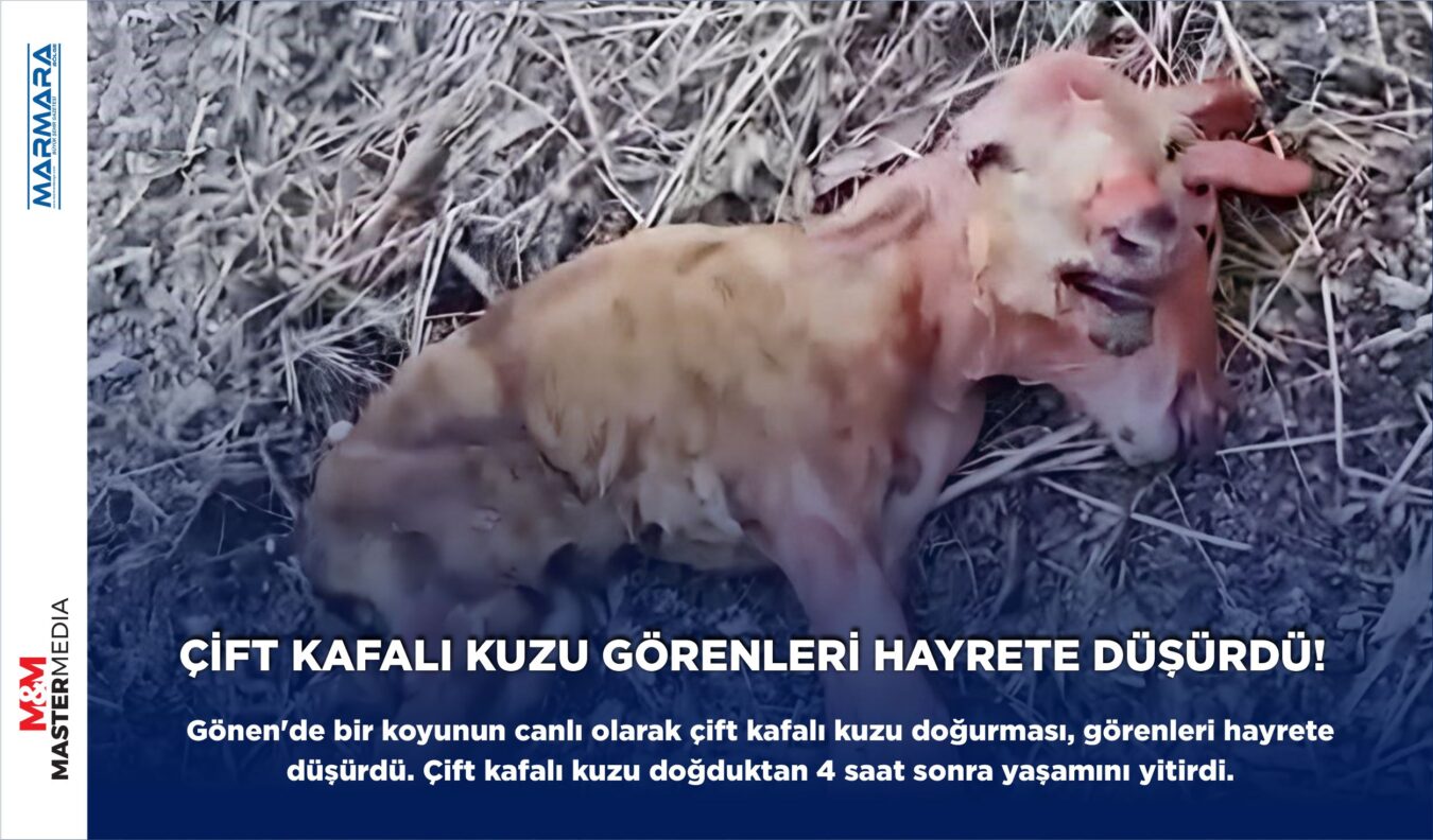 ÇİFT KAFALI KUZU GÖRENLERİ HAYRETE DÜŞÜRDÜ!