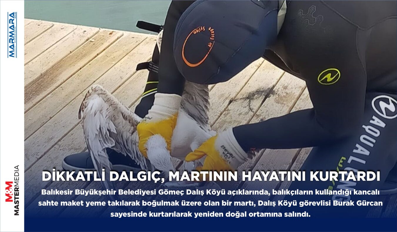 DİKKATLİ DALGIÇ, MARTININ HAYATINI KURTARDI