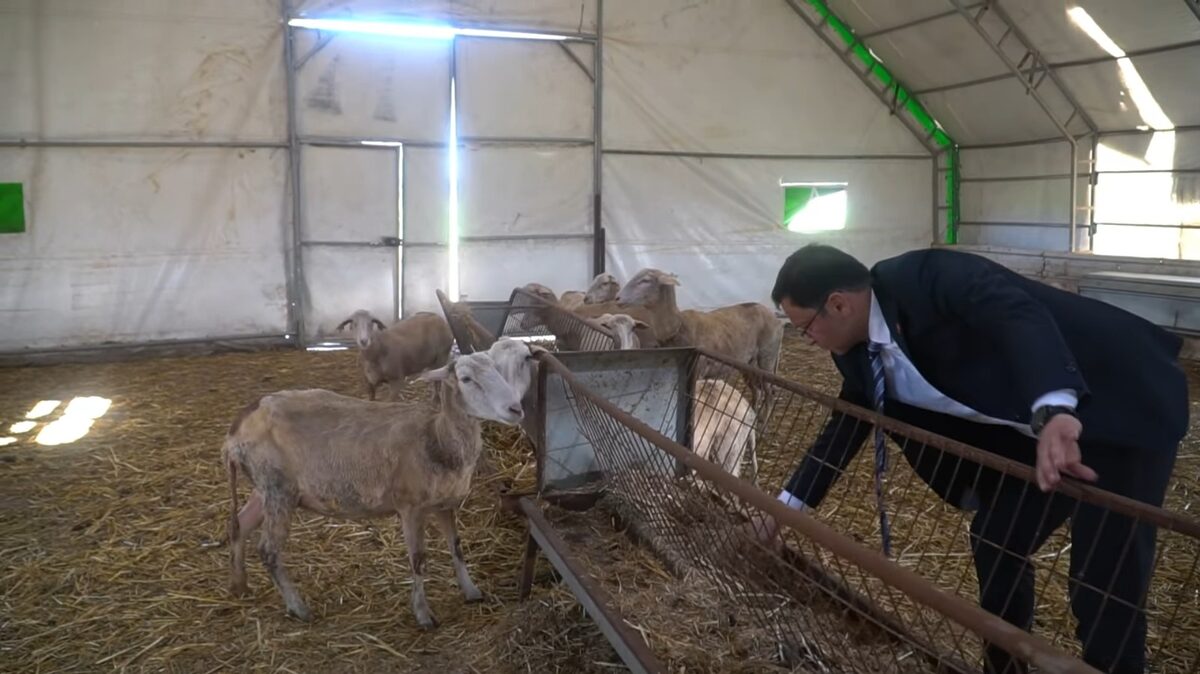 Sındırgı Belediye Başkanı Serkan Sındırgı Damızlık Koyun Çiftliği’nde ki eksiklerin