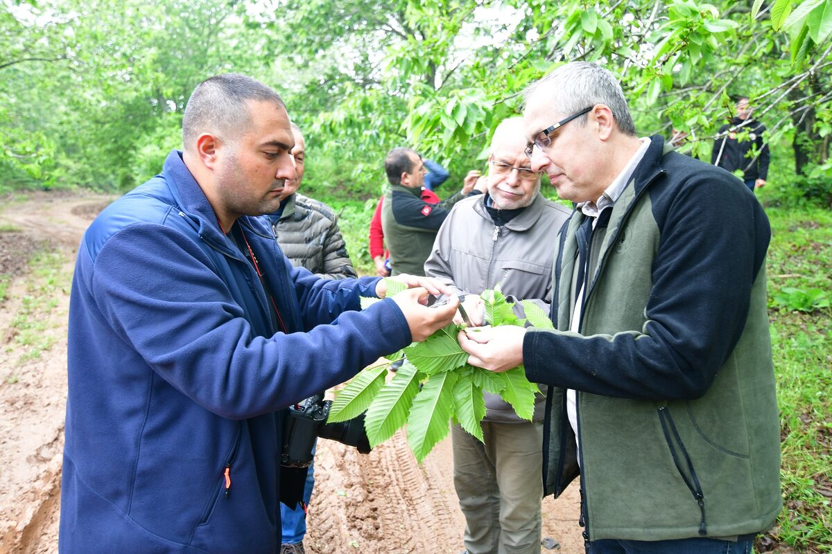 KESTANE GAL ARISIYLA MÜCADELEYE DEVAM