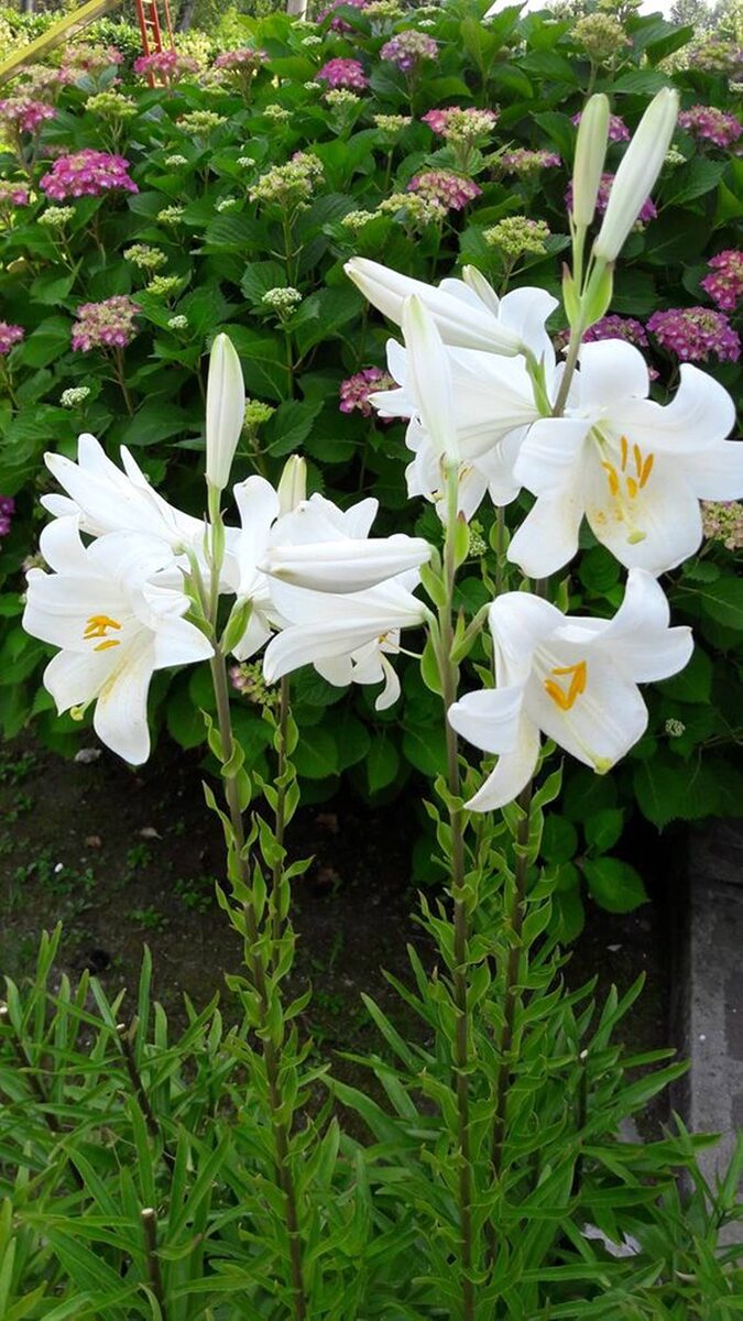 Lilium lancifolium Zambak Bakimi ve Yetistirilmesi 1 - Marmara Bölge: Balıkesir Son Dakika Haberleri ile Hava Durumu