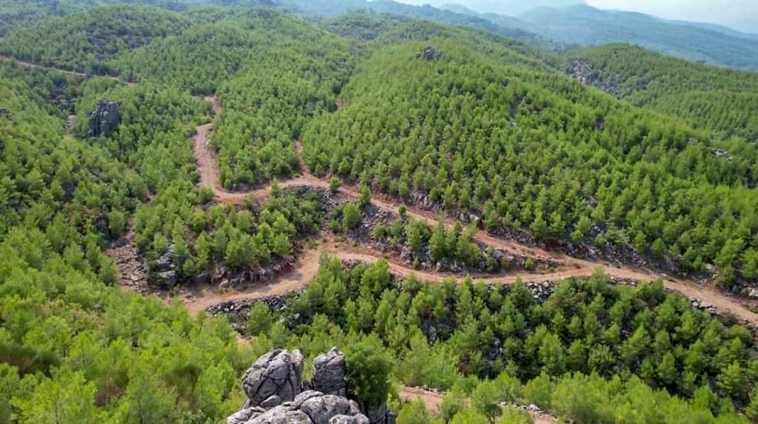 Türkiye’nin Bölgelerine Göre Ormanların Bitki Örtüsü ve Biyolojik Çeşitlilik