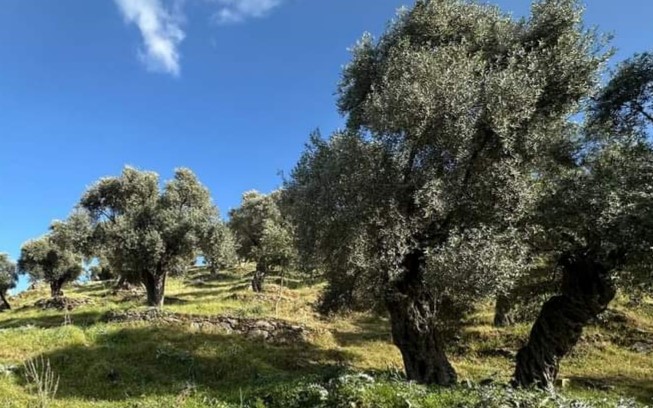 BALIKESİR’DE ZEYTİNLİKLERİN KESİLMEDİĞİ, TAŞINARAK EKİLDİĞİ AÇIKLANDI