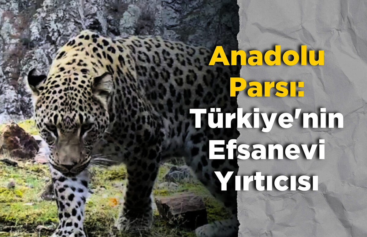 Anadolu Parsı: Türkiye’nin Efsanevi Yırtıcısı