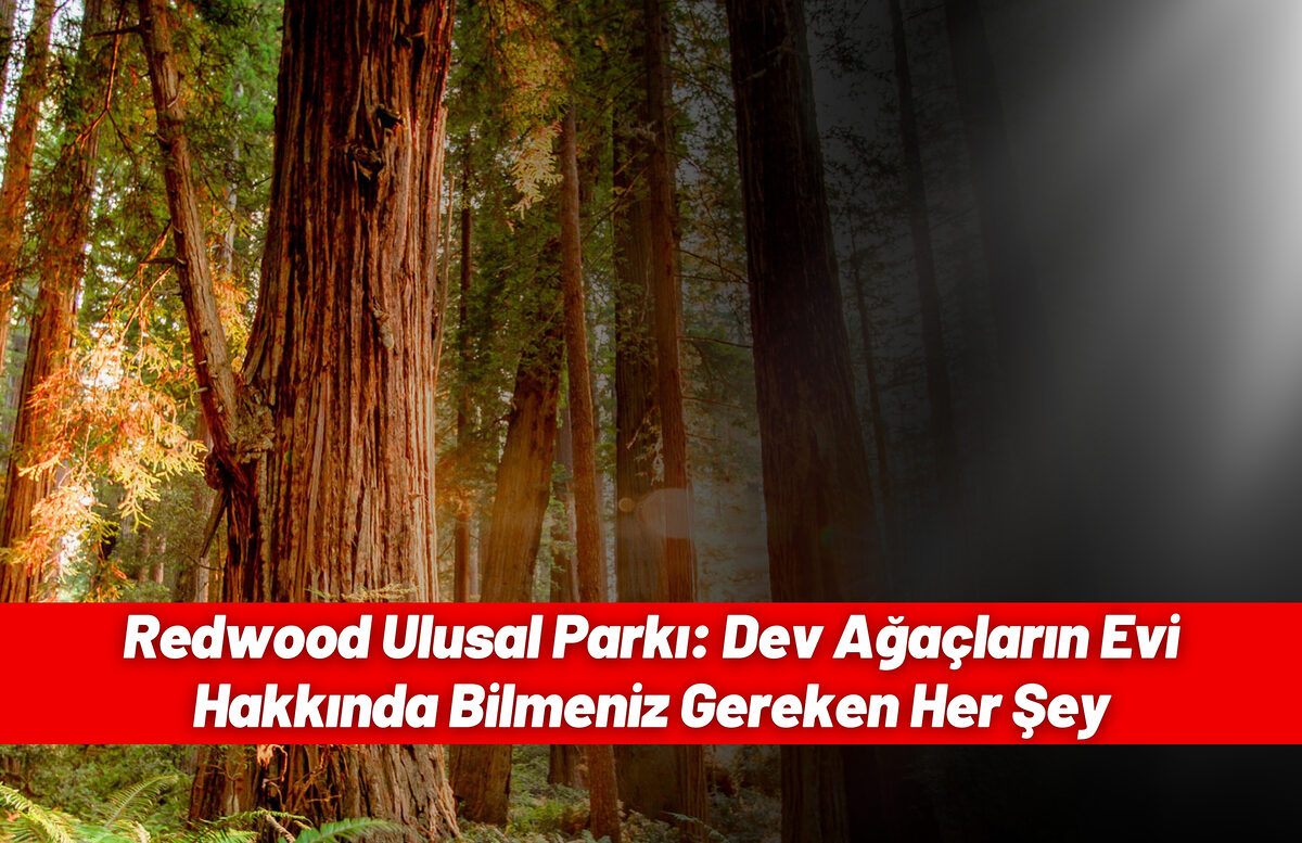 Redwood Ulusal Parkı, Amerika