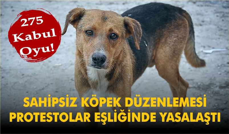 Sahipsiz sokak köpeklerine yönelik