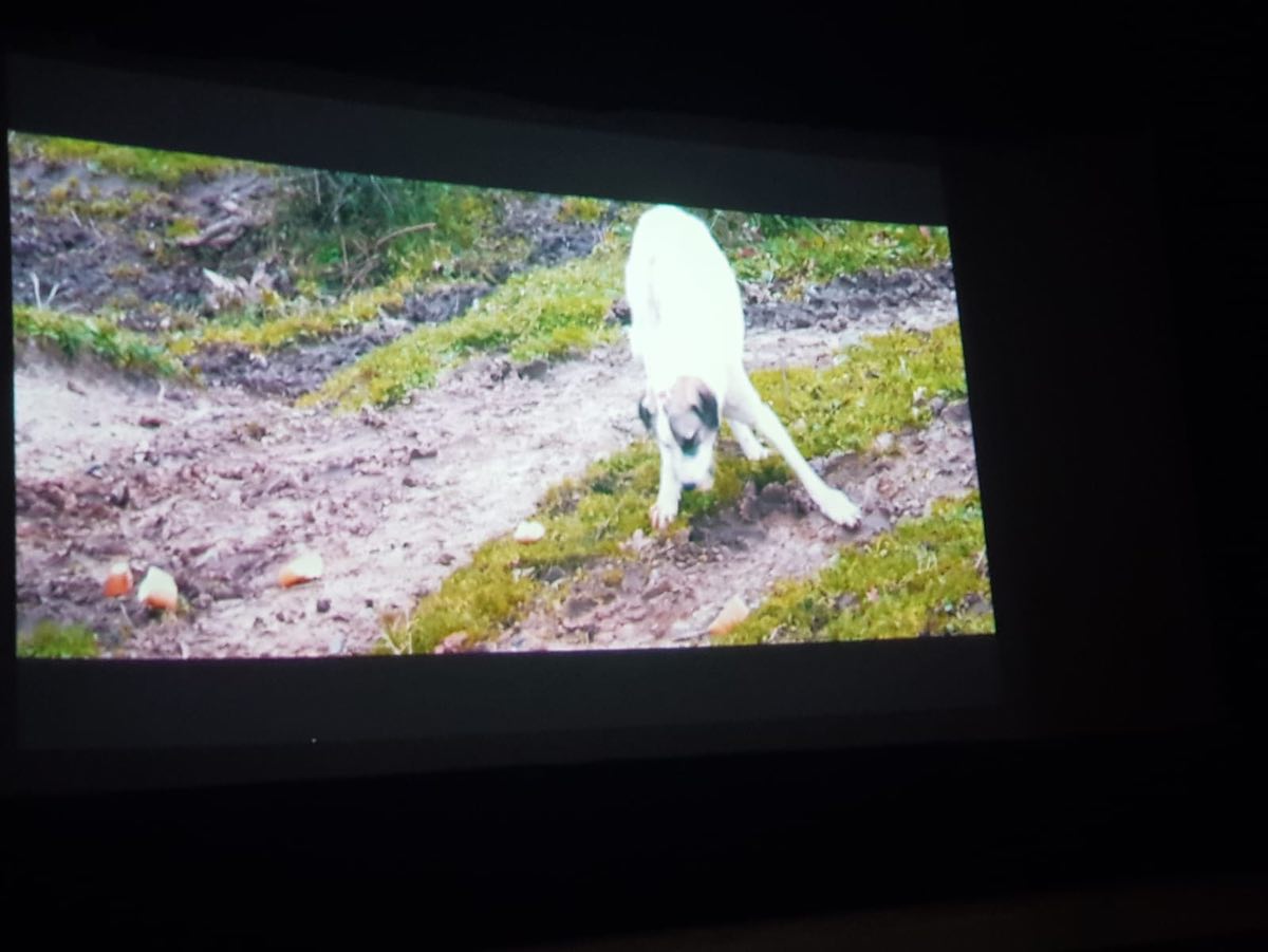 “KÖPEK FİLMİ” BÜYÜK İLGİ GÖRDÜ