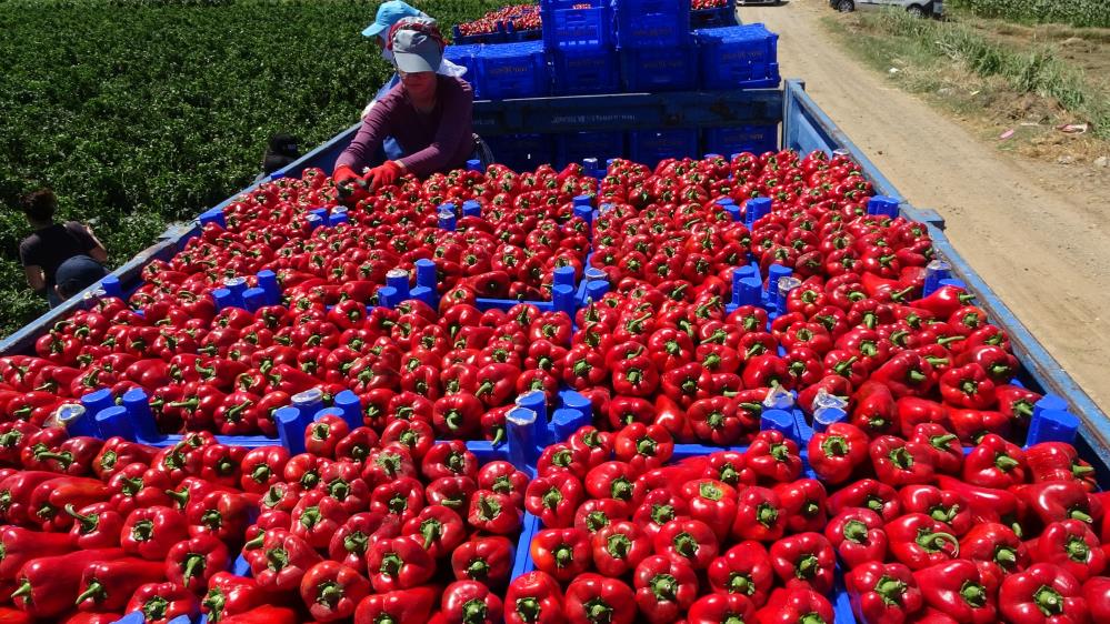 Çanakkale, 100 bin dekar