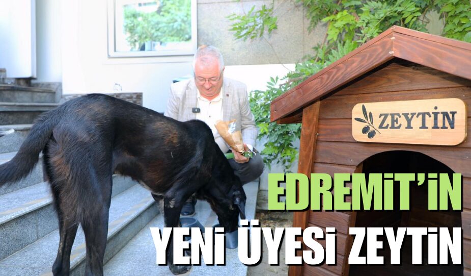 EDREMİT’İN YENİ ÜYESİ ZEYTİN