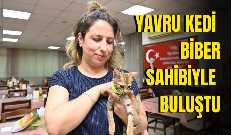 TEDAVİSİ TAMAMLANAN YAVRU KEDİ BİBER SAHİBİYLE BULUŞTU