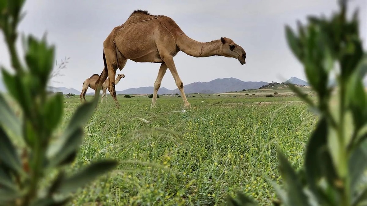 Suudi Arabistan'da düzenlenen deve