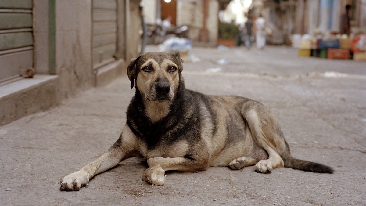 SOKAK KÖPEKLERİNE YÖNELİK KAN DONDURAN YORUM: DOKTOR TUNÇ TAŞBAŞ’A BÜYÜK TEPKİ