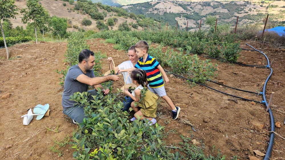 SINDIRGI’DA ARONYA HASADI BAŞLADI