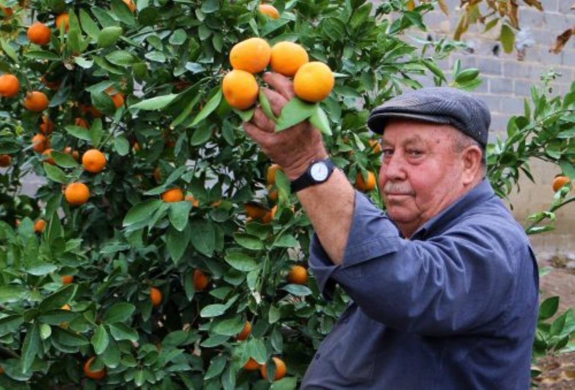 Havran'ın coğrafi işaretli ürünü