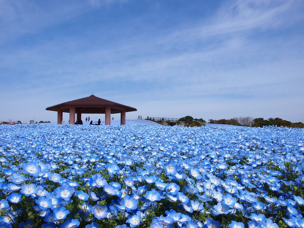 nemophila flowers in - Marmara Bölge: Balıkesir Son Dakika Haberleri ile Hava Durumu