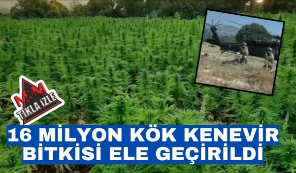 16 MİLYON KÖK KENEVİR BİTKİSİ ELE GEÇİRİLDİ